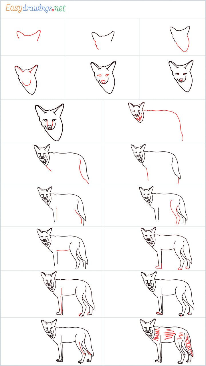 Coyote Drawing Overview