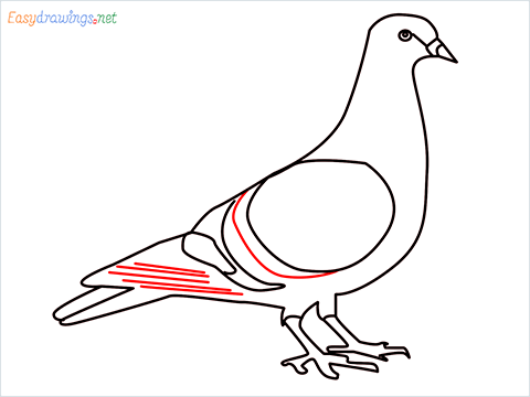 How To Draw A Easy Pigeon Step (10)