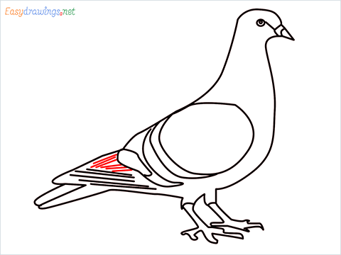 How To Draw A Easy Pigeon Step (11)