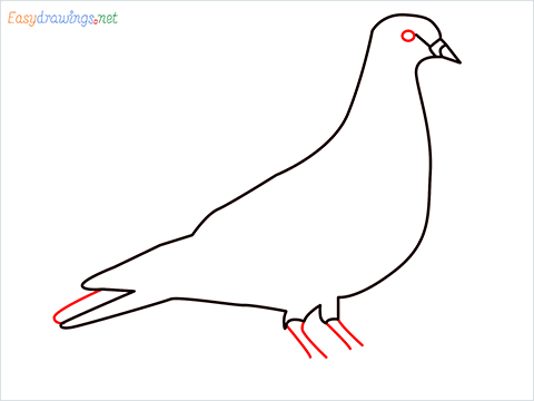 How To Draw A Easy Pigeon Step (5)