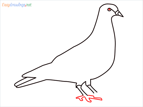 How To Draw A Easy Pigeon Step (6)