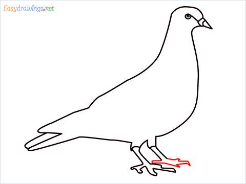 How To Draw A Easy Pigeon Step (7)