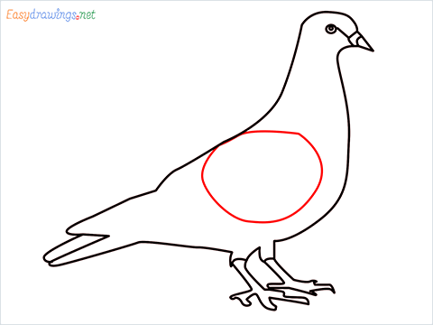 How To Draw A Easy Pigeon Step (8)