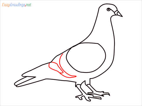 How To Draw A Easy Pigeon Step (9)
