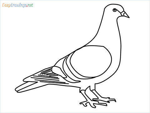 How To Draw A Easy Pigeon Step by Step for Beginners