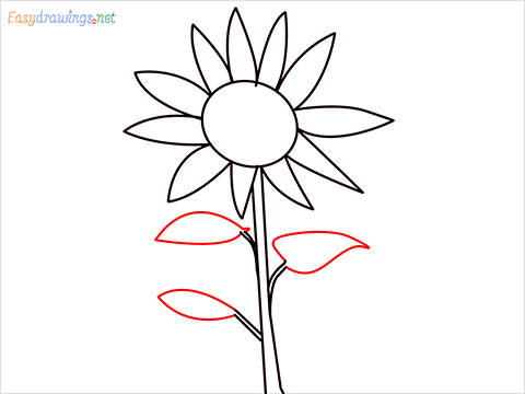 How To Draw A Easy Sunflower Step (5)