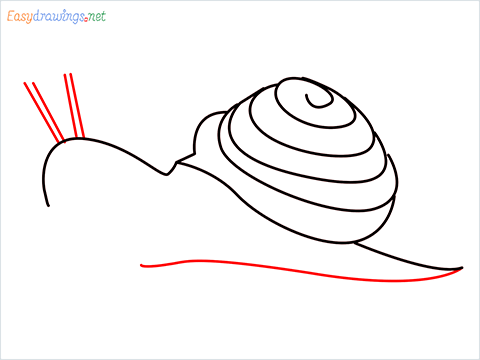 How To Draw Snail Step (7)