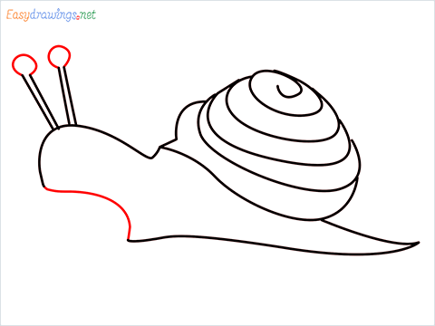 How To Draw Snail Step (8)