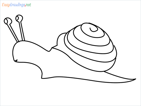 How To Draw Snail Step by Step for Beginners