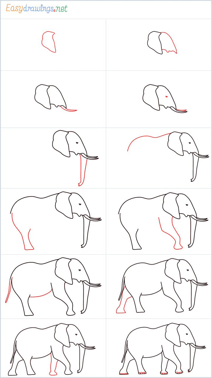 Overview for Elephant drawing all steps in one place