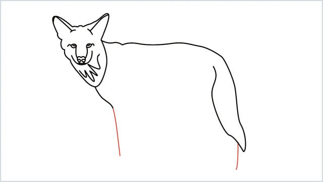 how to draw a coyote step (10)