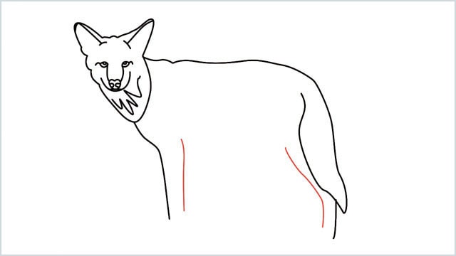 how to draw a coyote step (11)
