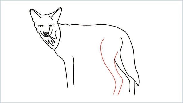 how to draw a coyote step (12)
