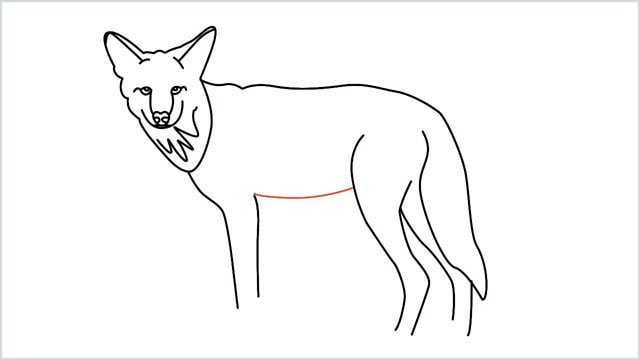 how to draw a coyote step (13)