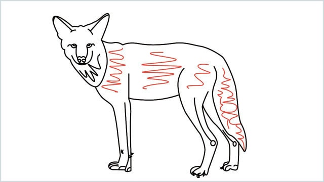 how to draw a coyote step (18)