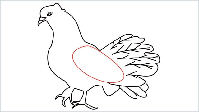 how to draw a dove step (14)