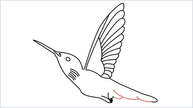 how to draw hummingbird step (10)