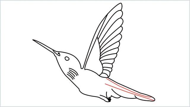 how to draw hummingbird step (11)