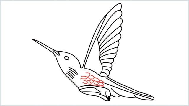 how to draw hummingbird step (13)