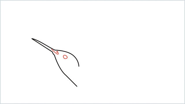 how to draw hummingbird step (3)