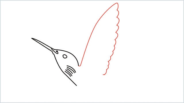 how to draw hummingbird step (5)