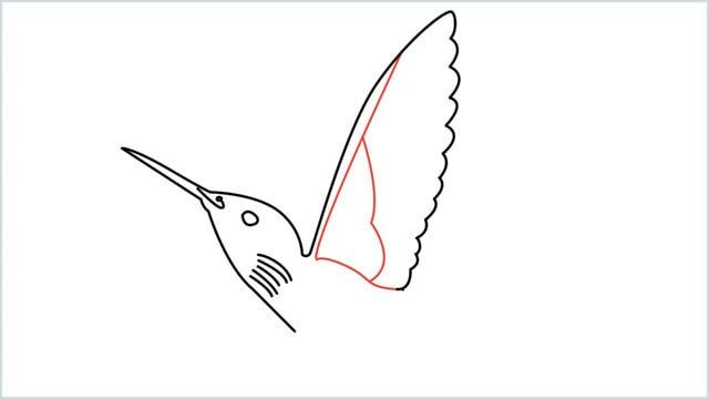 how to draw hummingbird step (6)
