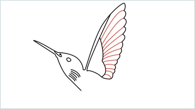 how to draw hummingbird step (7)