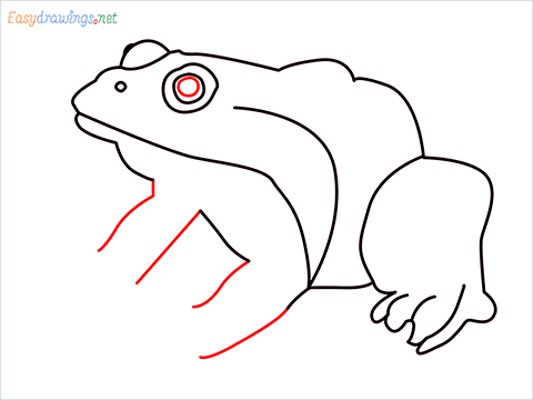 How To Draw A Frog Easy Step (7)