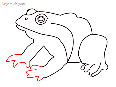 How To Draw A Frog Easy Step (8)