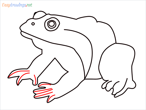 How To Draw A Frog Easy Step (9)