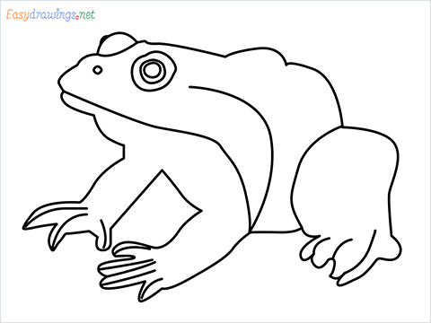 How To Draw A Frog Easy Step by Step for Beginners