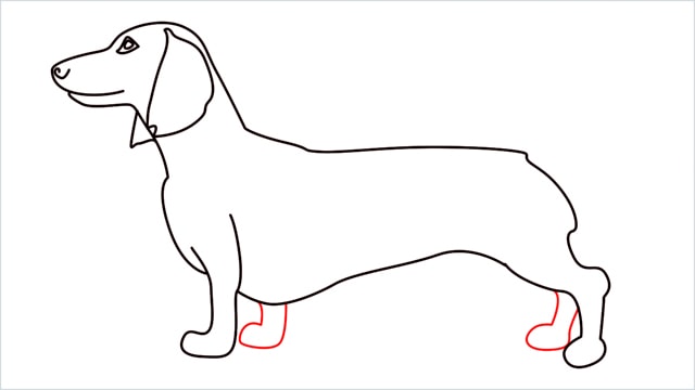 How to draw a Dachshund step (10)