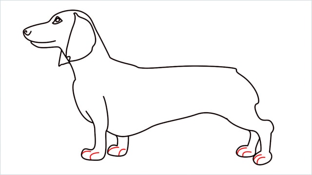 How to draw a Dachshund step (11)