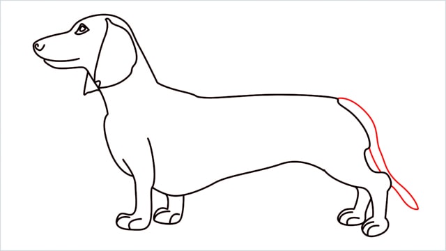 How to draw a Dachshund step (12)