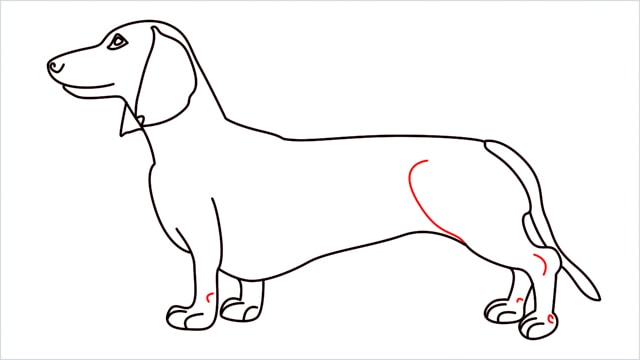 How to draw a Dachshund step (13)