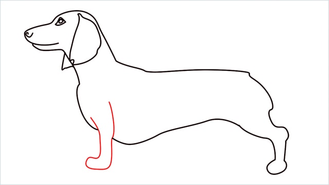 How to draw a Dachshund step (9)