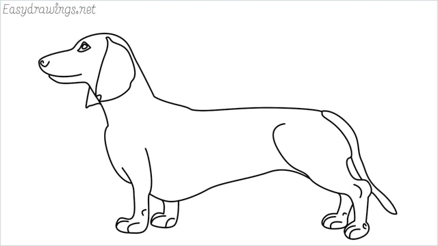 How to draw a Dachshund step by step