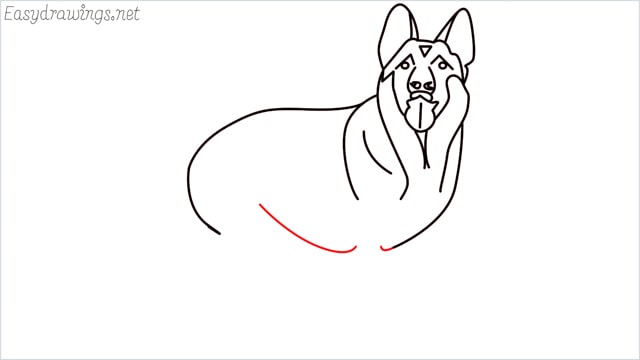 How to draw a German Shepherd step (12)