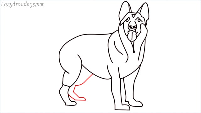 How to draw a German Shepherd step (17)
