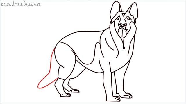How to draw a German Shepherd step (19)