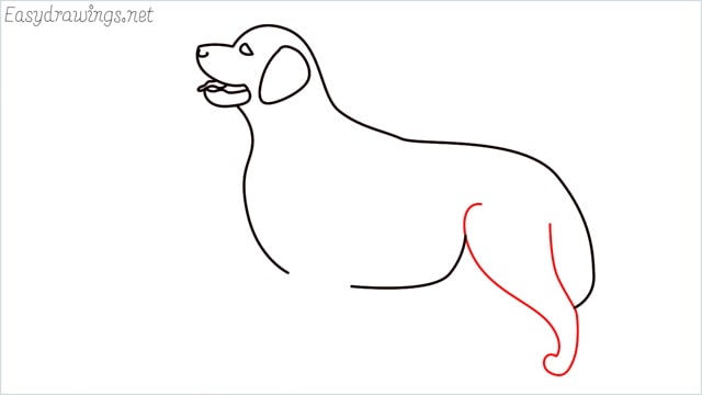 How to draw a Golden Retriever step (8)