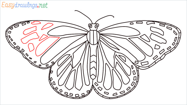 How to draw a Monarch butterfly step (14)