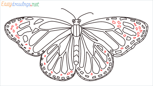 How to draw a Monarch butterfly step (15)
