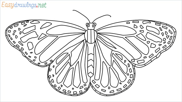 How to draw a Monarch butterfly step (16)