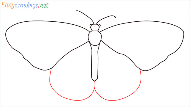 How to draw a Monarch butterfly step (5)