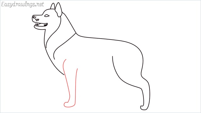 How to draw a husky step (10)