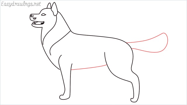 How to draw a husky step (11)