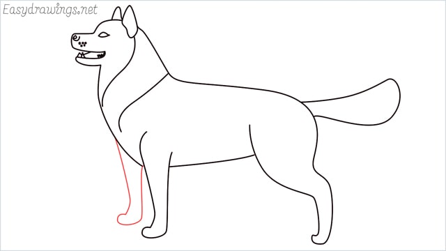 How to draw a husky step (12)