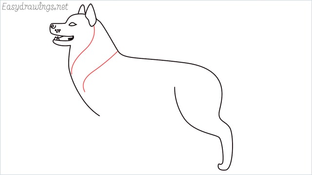 How to draw a husky step (9)