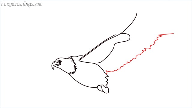 How to draw an eagle flying step (10)